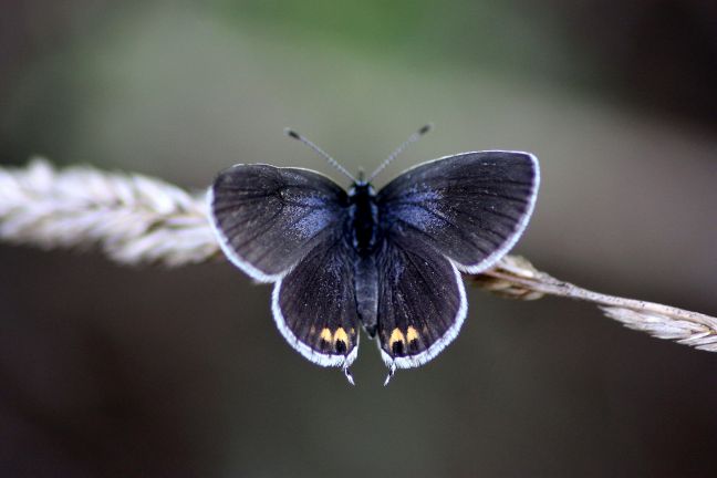 Identificazione licenide